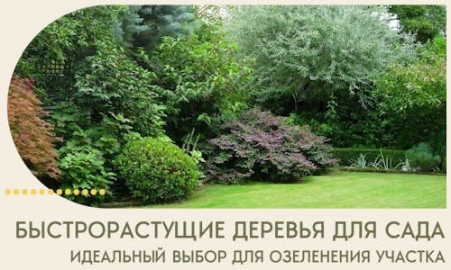 Быстрорастущие деревья для сада идеальный выбор в Зеленокумске