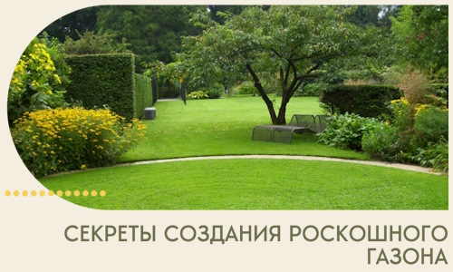 Секреты создания роскошного газона в Зеленокумске